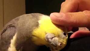 Kaj storiti, če paparuta corellah srbe